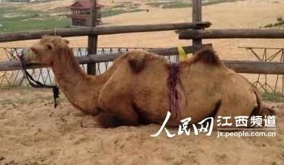 娱乐生活 第53页
